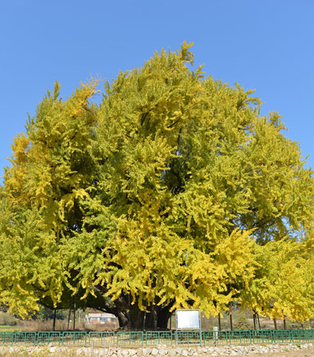 원주 반계리 은행나무 01